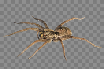 Download Spider PNG Pic 420×279 For Designing Projects
