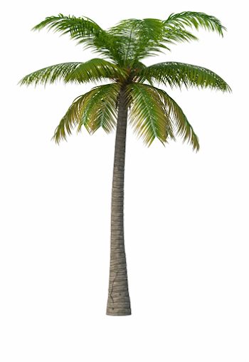 Download Transparent Png - Transparent Palm Tree Png - black palm ...