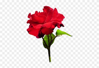 Download - Velvet Rose Png