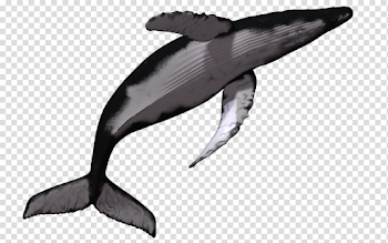 download-Whale-Fish-PNG-transparent-images-transparent-backgrounds ...