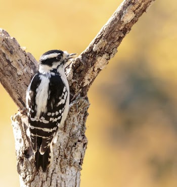 Downy woodpecker bird. Free public | Free Photo - rawpixel
