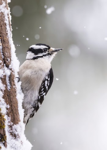 Downy woodpecker, female bird. Free | Free Photo - rawpixel