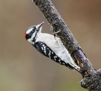 Downy woodpecker. Free public domain | Free Photo - rawpixel