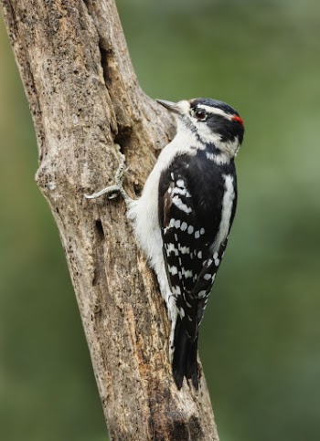 Downy woodpecker, male bird. Free | Free Photo - rawpixel