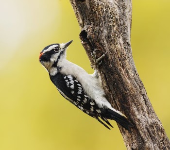Downy woodpecker, male bird. Free | Free Photo - rawpixel