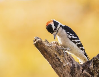 Downy woodpecker, male bird. Free | Free Photo - rawpixel