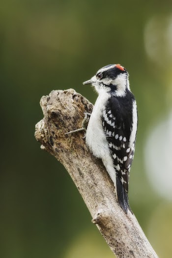 Downy woodpecker, male bird. Free | Free Photo - rawpixel