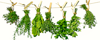 Dr. Zia Pharma | Medicinal Herbs Shop