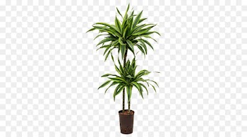 Dracaena fragrans Dracaena reflexa var. angustifolia Houseplant Dragon tree Palm trees - plants 