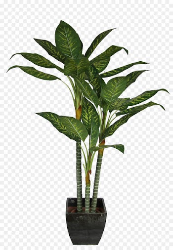 Dracaena fragrans Houseplant Interior Design Services - potted plant 