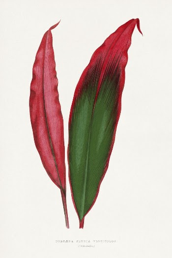 Dracaena leaf illustration from Les | Free Photo Illustration - rawpixel