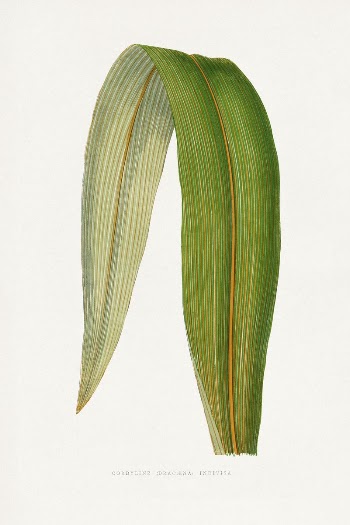 Dracaena  leaf illustration from Les | Free Photo Illustration - rawpixel