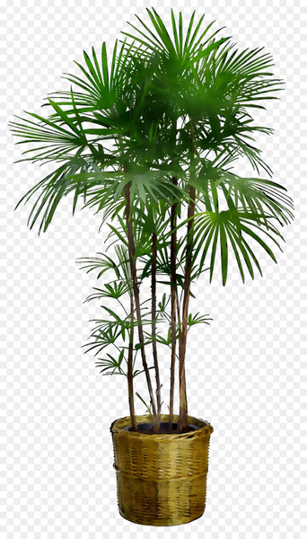Dracaena reflexa Houseplant Tree Plants Furniture -  