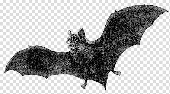 Dracula Bat Vintage clothing Book, bat transparent background PNG clipart