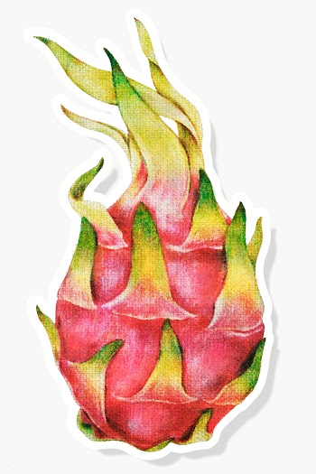 Dragon fruit oil paint style sticker overlay with white border | Free  transparent png - 2341471