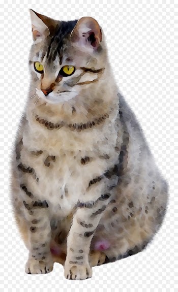 Dragon Li American Shorthair Ocicat Pixie-bob Bengal cat -  