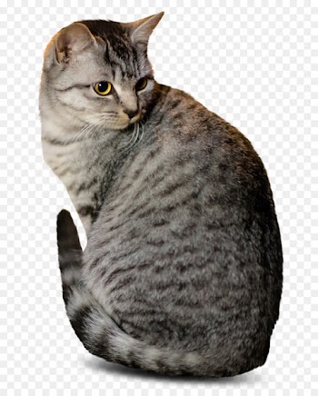 Dragon Li Kitten Adobe Photoshop Image Photograph - kitten 