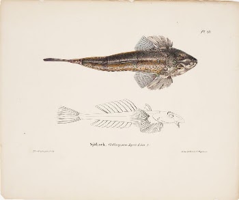 Dragonet, female, 1836 - 1857, | Free Photo - rawpixel
