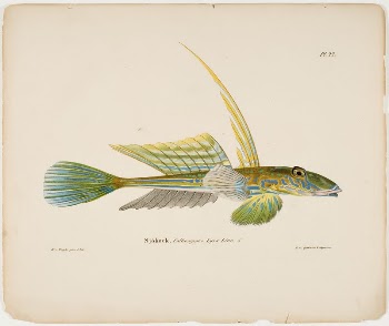 Dragonet, male, 1836 - 1857, | Free Photo - rawpixel