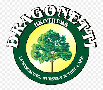 Dragonetti Brothers Landscaping, Nursery And Tree Care - Grey Trees Rechabites Bitter