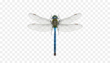 Dragonfly A Dazzle of Dragonflies Pterygota Halloween pennant - dragonfly 