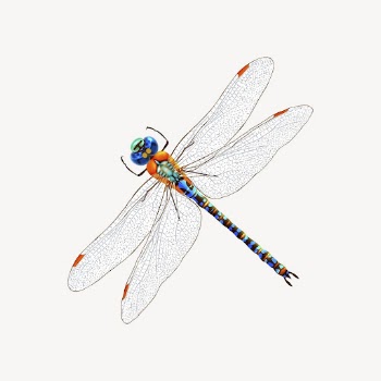 Dragonfly clipart, insect illustration. Free | Free Photo - rawpixel