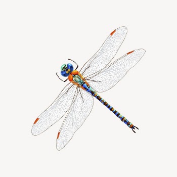 Dragonfly clipart, insect illustration psd. | Free PSD - rawpixel
