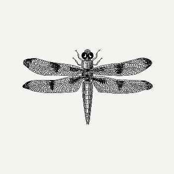 Dragonfly collage element, black & | Free PSD - rawpixel