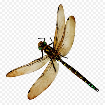 Dragonfly Damselflies Blue-tailed damselfly Bee -  