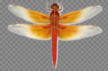 Dragonfly Download Transparent PNG Image