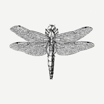 Dragonfly drawing, vintage illustration psd. | Free PSD - rawpixel