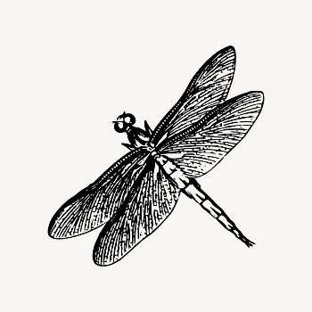 Dragonfly drawing, vintage insect illustration | Free Vector Illustration - rawpixel