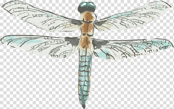 Dragonfly Drawing Watercolor painting, Drawing dragonfly transparent background PNG clipart