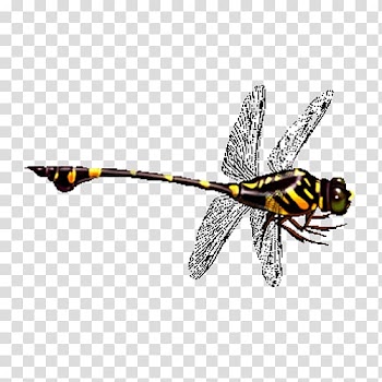 Dragonfly Icon, Color dragonfly transparent background PNG clipart