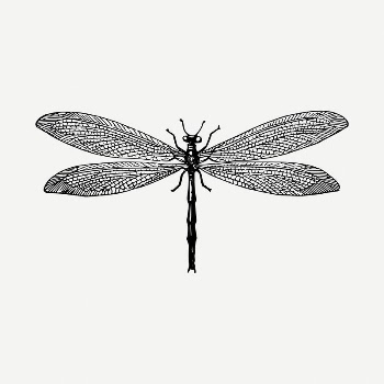 Dragonfly insect clipart illustration psd. | Free PSD - rawpixel
