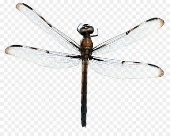 Dragonfly Insect Wing Transparency and translucency - Transparent wings Dragonfly 