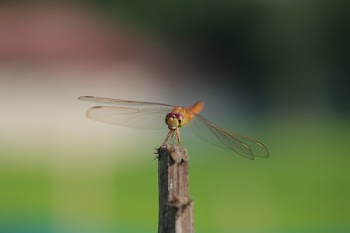 Dragonfly on Shallow Focus Lens