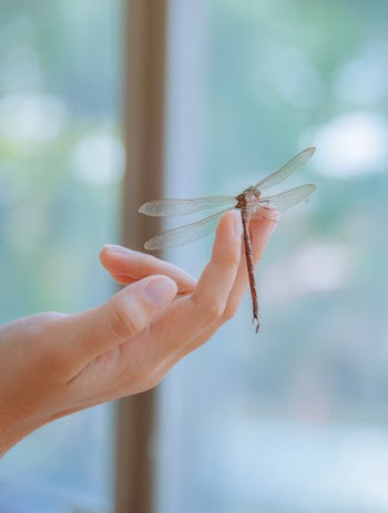 Dragonfly Perched on Human Finger in Closeup Photography