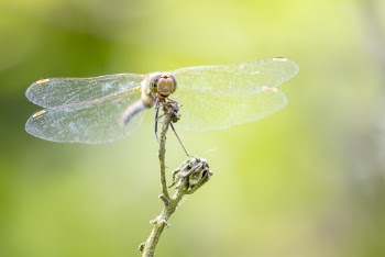 Dragonfly Perched on Stem