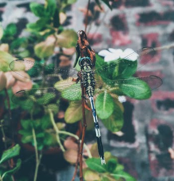 Dragonfly Perching On Plant