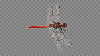 Dragonfly PNG Download Image