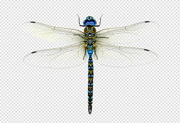 Dragonfly PNG High-Quality Image