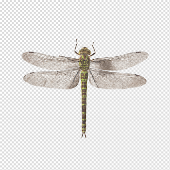 Dragonfly PNG Image Transparent