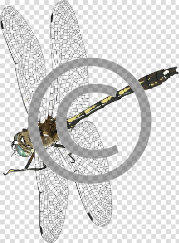 Dragonfly PNG Photo