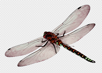 Dragonfly PNG Picture