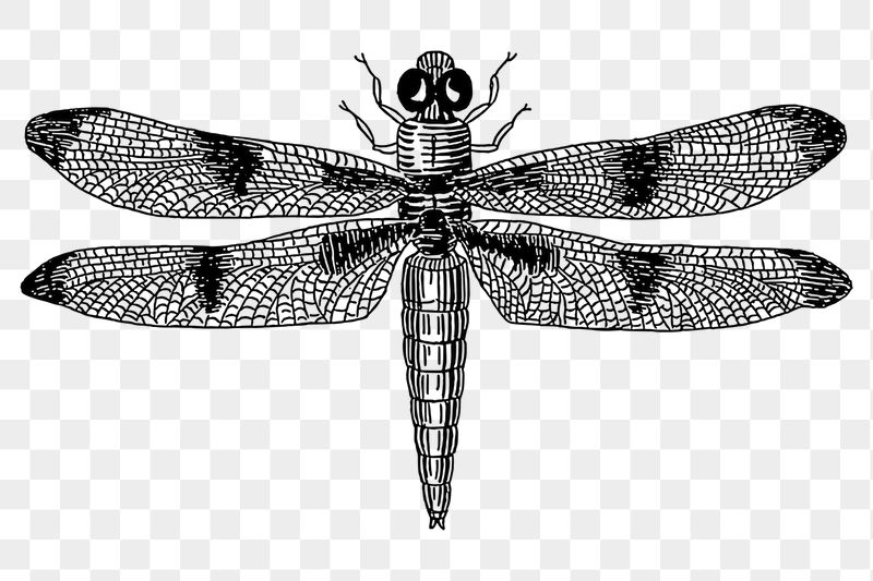 Dragonfly png sticker illustration, transparent | Free PNG - rawpixel
