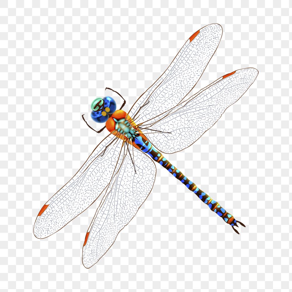Dragonfly png sticker, insect illustration | Free PNG - rawpixel