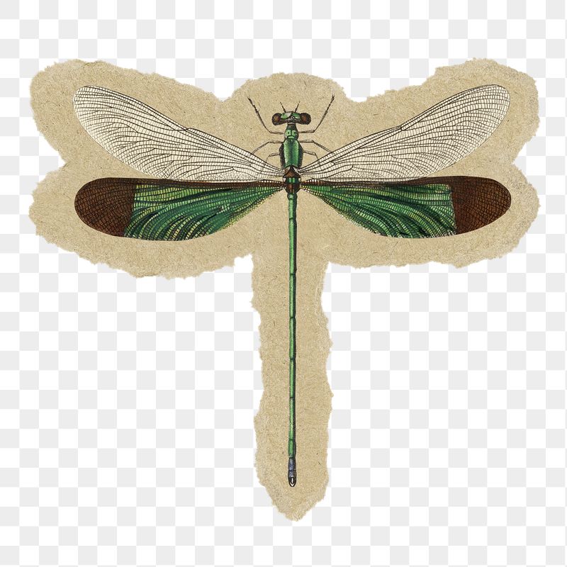 Dragonfly png sticker, ripped paper, | Free PNG Illustration - rawpixel