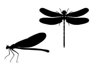 Dragonfly Silhouette Vector in Marshes Free Download