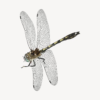 Dragonfly sticker, insect illustration psd. | Free PSD - rawpixel